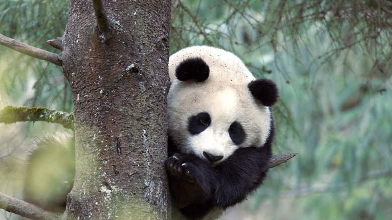 Backdrop image for movie The Giant Panda