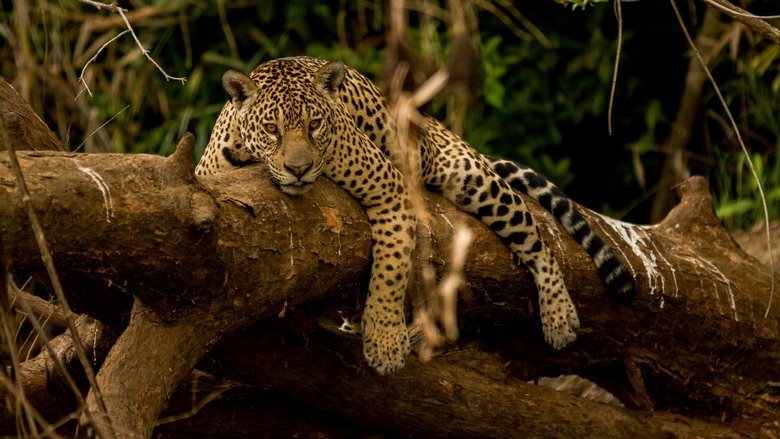 Backdrop image for movie Guyane, vivre avec le jaguar