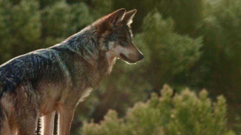 Backdrop image for movie Lobo Mexicano