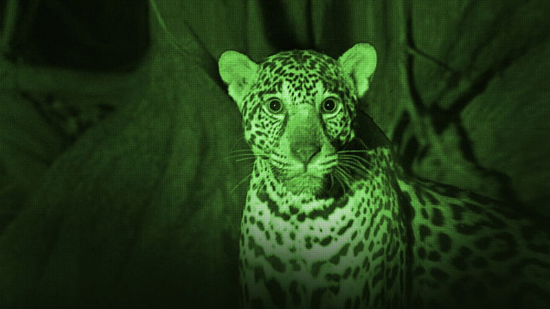 Backdrop image for movie Jaguar Beach Battle