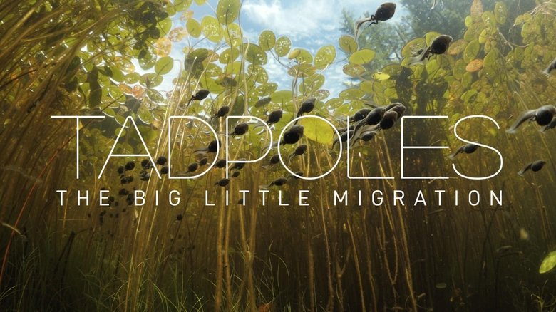 Backdrop image for movie Tadpoles: The Big Little Migration