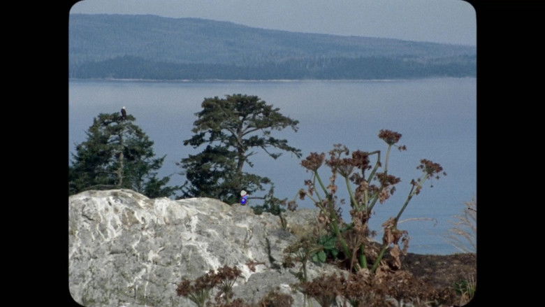 Backdrop image for movie The Stand