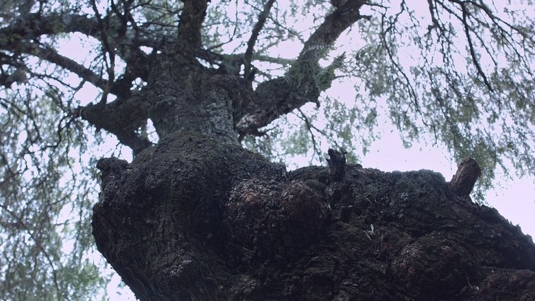 Backdrop image for movie Roots