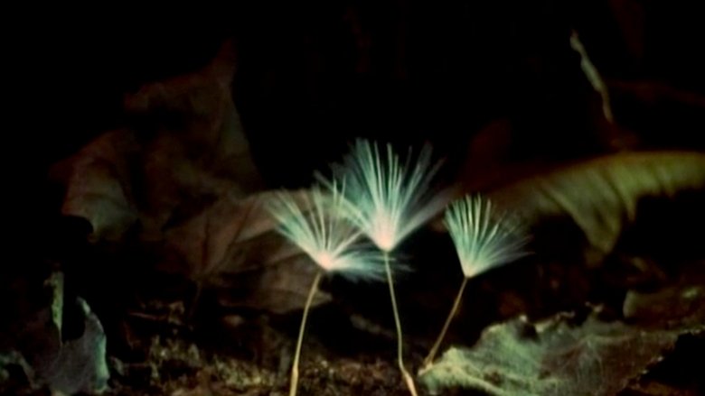 Backdrop image for movie The Secret Life of Plants