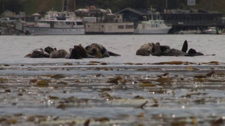 Backdrop image for movie No Otter Zone