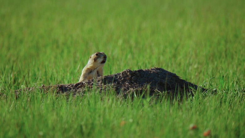 Backdrop image for movie A Prairie Dog's Life