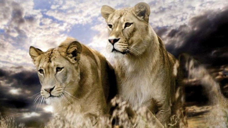 Backdrop image for movie Big Cats: Fast and Dangerous