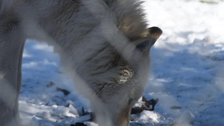 Backdrop image for movie The First Canines
