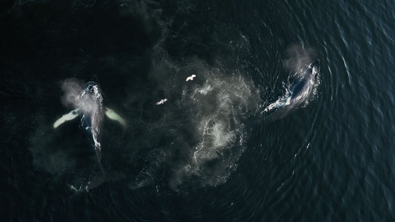 Backdrop image for movie The Whale and the Raven