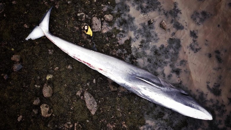 Backdrop image for movie What Killed the Whale?