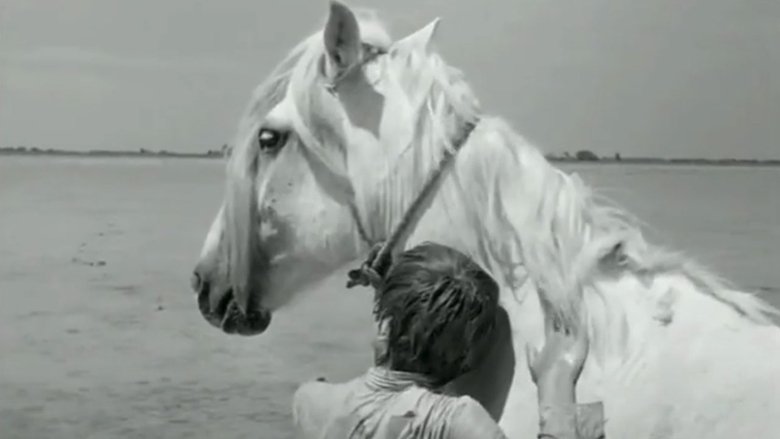 Backdrop image for movie White Mane