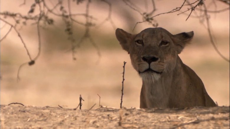 Backdrop image for movie Lion Battle Zone