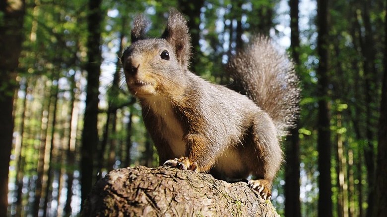 Backdrop image for movie Going Nuts: Tales from the Squirrel World
