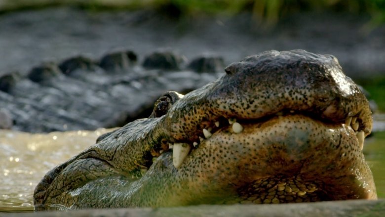 Backdrop image for movie Wild Florida