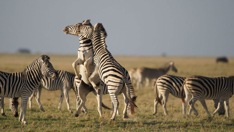 Backdrop image for movie Nature: Great Zebra Exodus