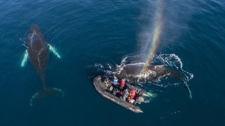 Backdrop image for movie Whales in a Changing Ocean