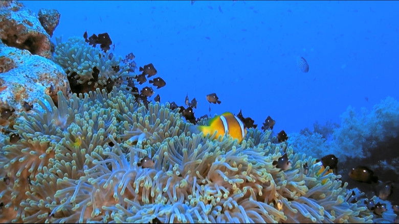 Backdrop image for movie Fascination Coral Reef