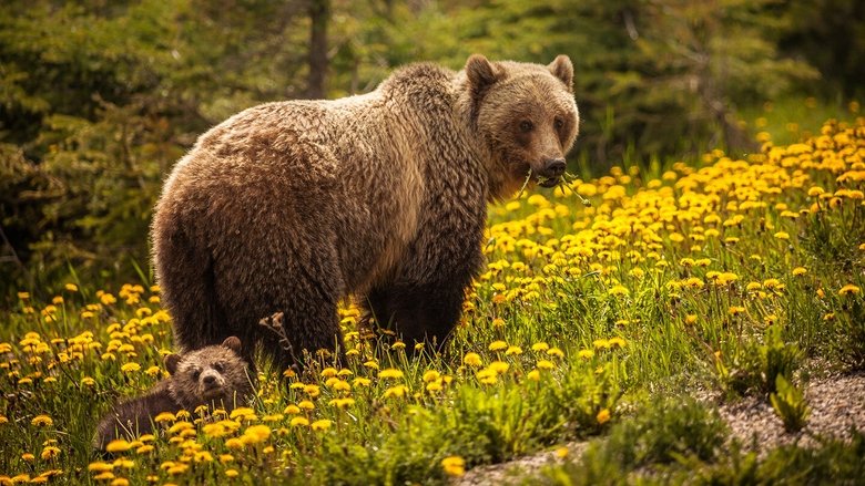 Backdrop image for movie Bear Island