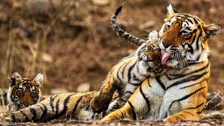 Backdrop image for movie My Tiger Family