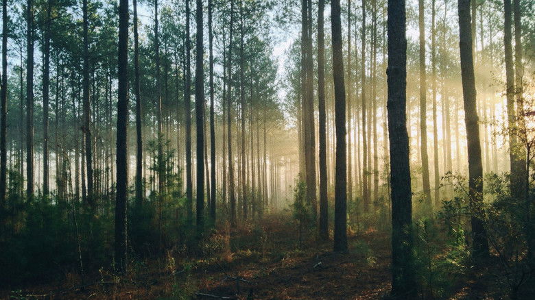 Backdrop image for movie Into The Woods (AUS Productions)