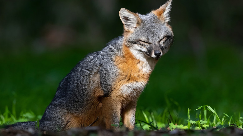 Backdrop image for movie Le renard qui a sauvé son île