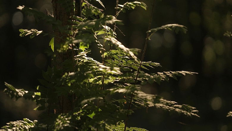 Backdrop image for movie Kankles: Redefining Tradition