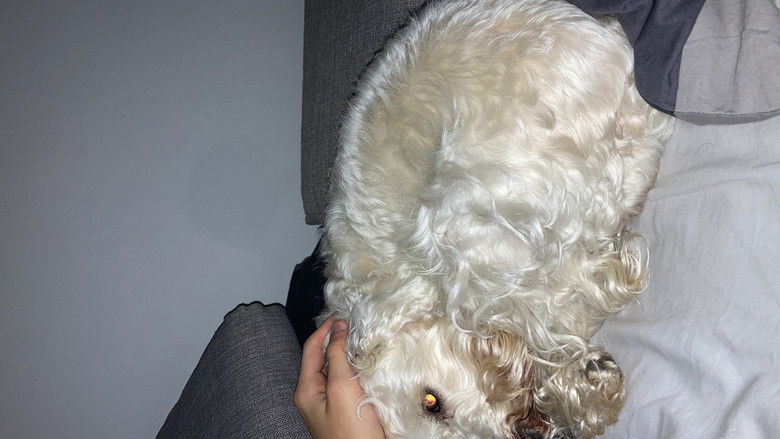 Backdrop image for movie A Dogs Day