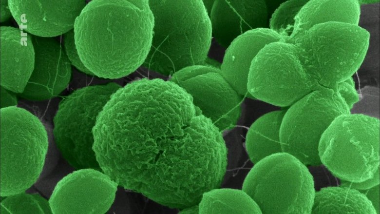 Backdrop image for movie The Nature of Things: The Antibiotic Hunters
