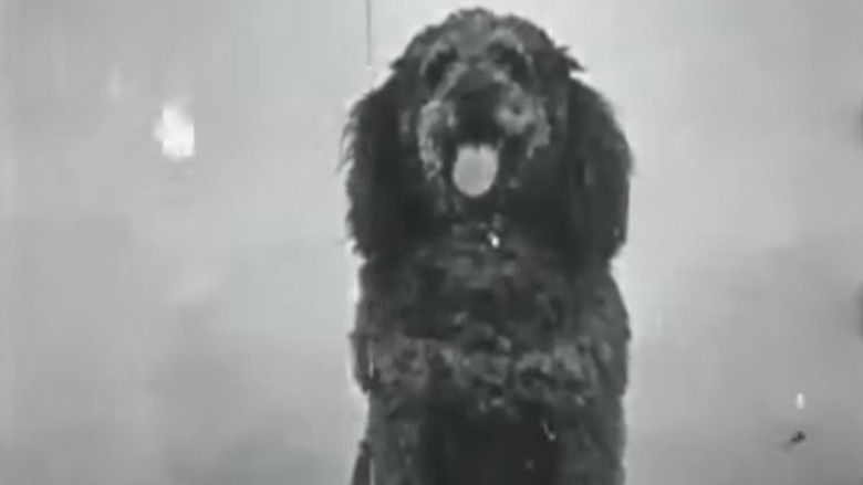 Backdrop image for movie The Race for the Sausage