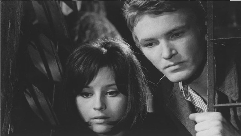Backdrop image for movie Saint Elizabeth Square