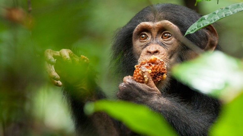 Backdrop image for movie Chimpanzee