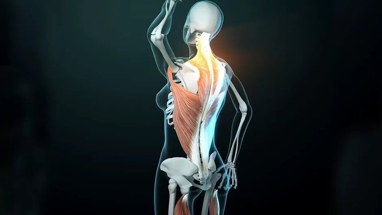 Backdrop image for movie Fascinating Fasciae: The Hidden World Under Our Skin