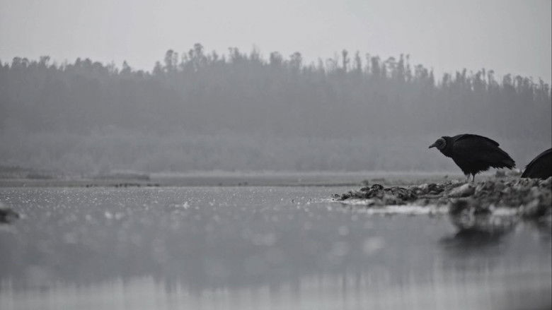 Backdrop image for movie The Ashes