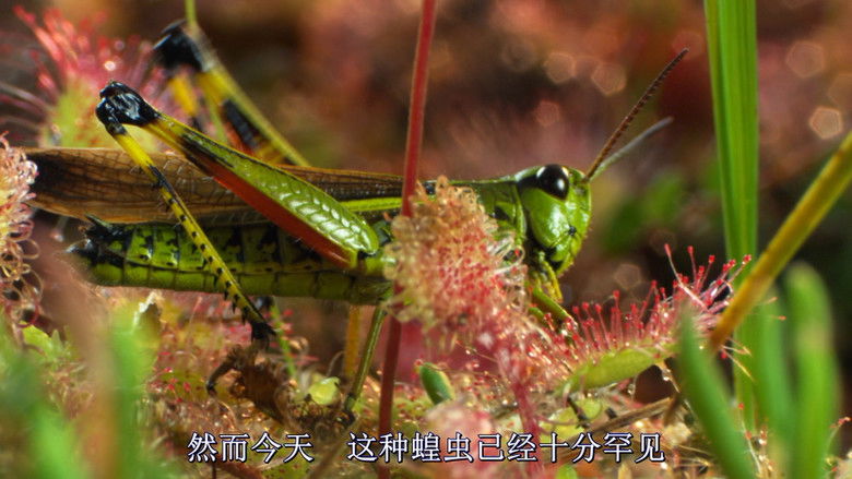 Backdrop image for movie Magie der Moore