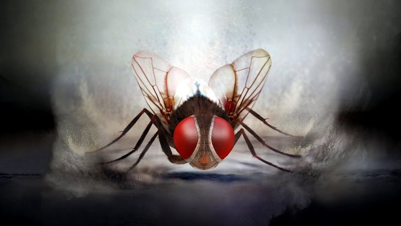 Backdrop image for movie Eega
