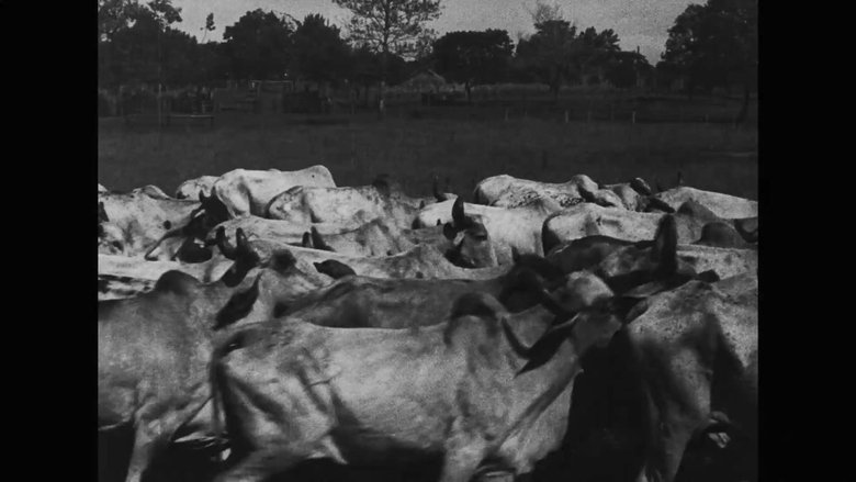 Backdrop image for movie Os Ruminantes