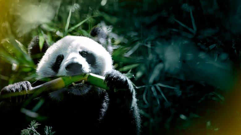 Backdrop image for movie The Hidden Kingdoms of China