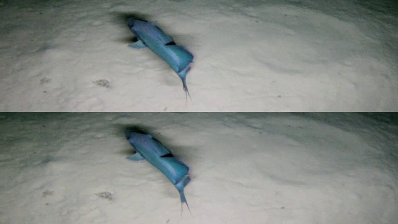 Backdrop image for movie Dive: Leben im Schiffswrack