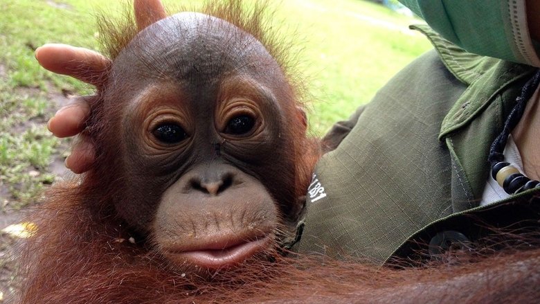 Backdrop image for movie Orangutan Rescue - Back to The Wild
