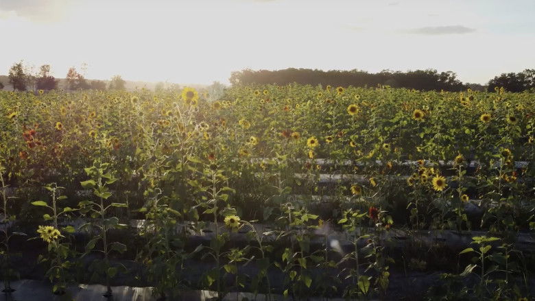 Backdrop image for movie Sunflower