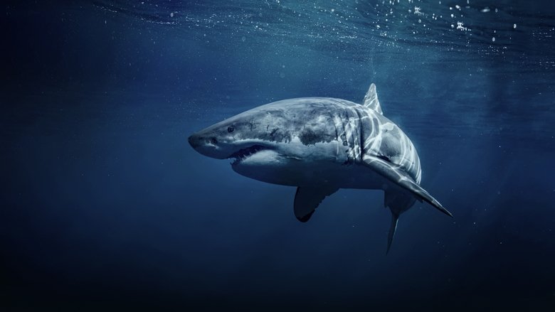 Backdrop image for movie 50 Shades of Sharks