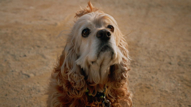 Backdrop image for movie Dog in Translation