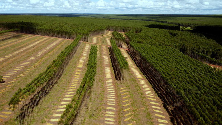 Backdrop image for movie Planter à tout prix - Des arbres pour sauver la planète ?