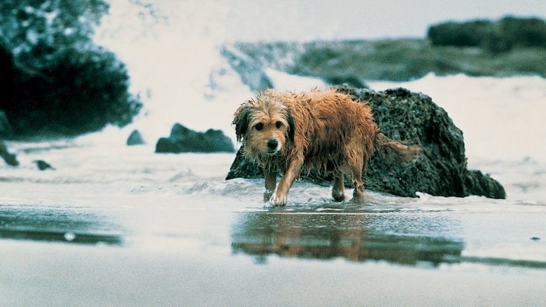 Backdrop image for movie Benji the Hunted