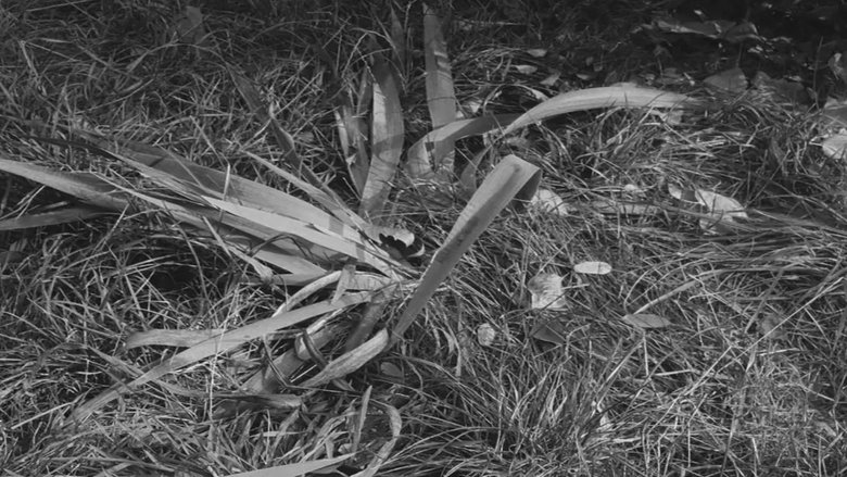 Backdrop image for movie Our Mr. Foerster Died