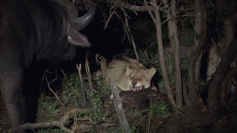 Backdrop image for movie Predators in Peril