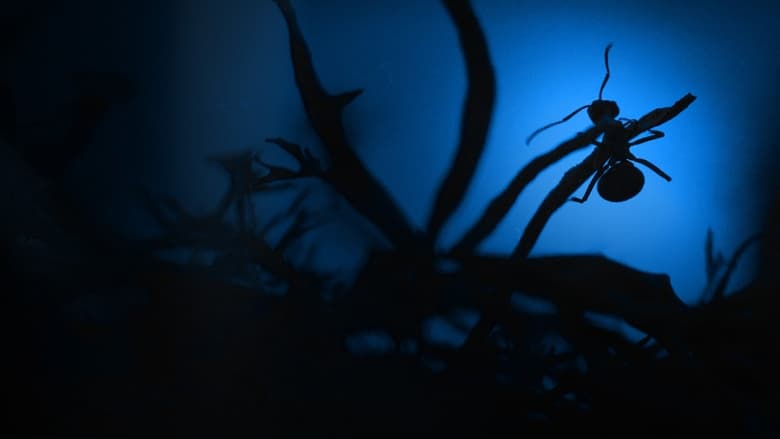 Backdrop image for movie Le Royaume des fourmis