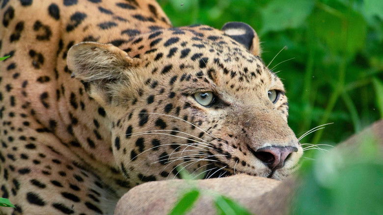 Backdrop image for movie Leopard Dynasty – The Rise of Rana