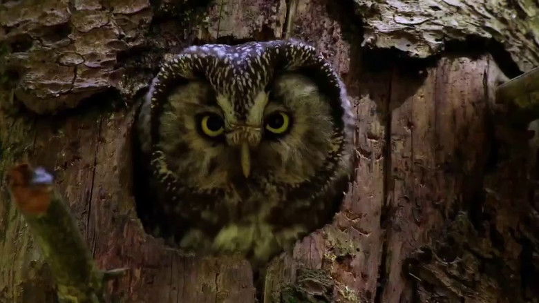 Backdrop image for movie Owls: Masters of the Night