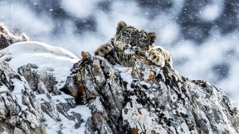Backdrop image for movie The Frozen Kingdom of the Snow Leopard